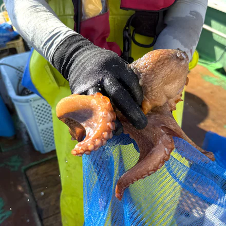 【横須賀】地元で“幻のタコ”を追う漁師「弥春丸」8代目が語る亡き父の想い